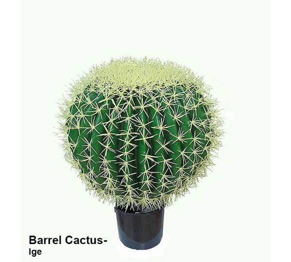 Cactii- Barrel Cactus- lge unpotted