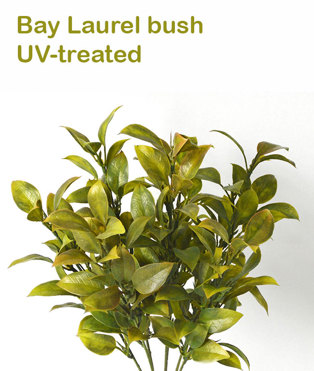 Bay Laurel Bush- UV-treated