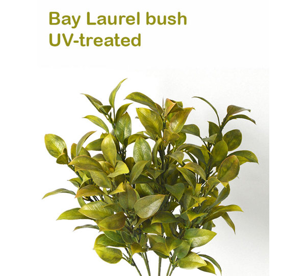 Bay Laurel Bush- UV-treated