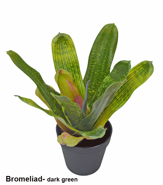 Bromeliad- dark green in plastic pot 