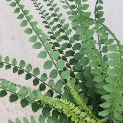 Button Fern UV-treated - artificial plants, flowers & trees - image 1