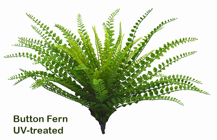 Button Fern UV-treated