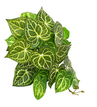 Bushes...sml trailer- Caladium white-green
