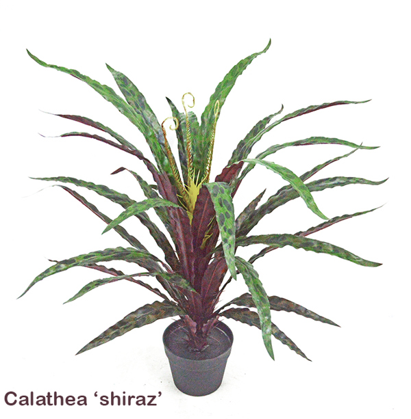 Articial Plants - Calathea 'shiraz'