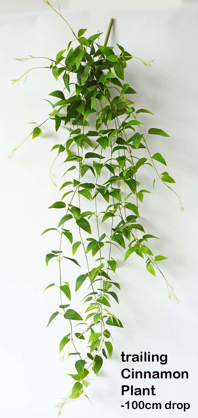 Trailing Cinnamon Plant