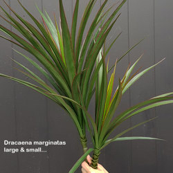 Dracaena- marginata Plant UV-treated 47 leaves - artificial plants, flowers & trees - image 3