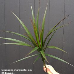 Dracaena- marginata Plant UV-treated 47 leaves - artificial plants, flowers & trees - image 1