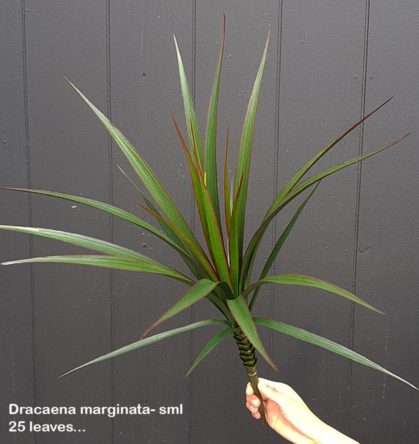 Articial Plants - Dracaena- marginata Plant UV-treated 25 leaves
