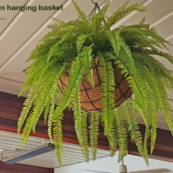 Hanging Baskets- Ferns (small) - artificial plants, flowers & trees - image 6