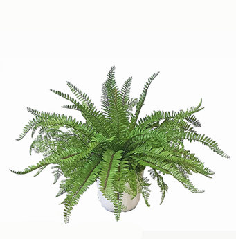 Greenery Bowls- Mixed Ferns