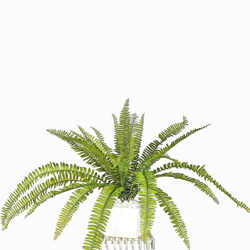 Fishbone Ferns unpotted [large] - artificial plants, flowers & trees - image 1