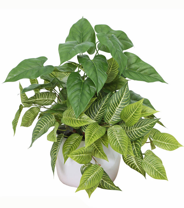 Greenery Bowls- Anthurium & Zebra mix