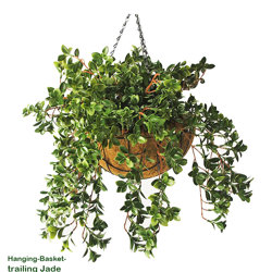 Hanging Baskets- Jade UV {medium} - artificial plants, flowers & trees - image 1