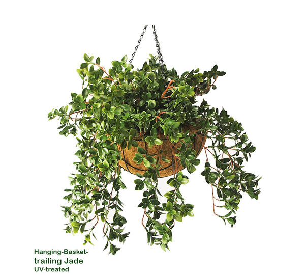Hanging Baskets- Jade UV {large}