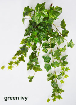 Ivy Bush- green