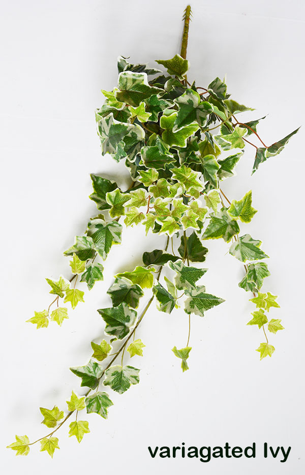 Ivy Bush- green