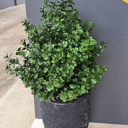 UV-Bush Lucky Jade 80cm - artificial plants, flowers & trees - image 1