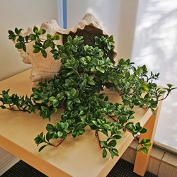 Trailing Jade Plant - artificial plants, flowers & trees - image 1