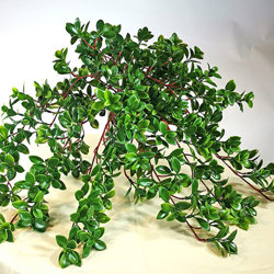 Trailing Jade Plant - artificial plants, flowers & trees - image 2