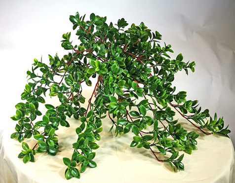 Jade- trailing plant