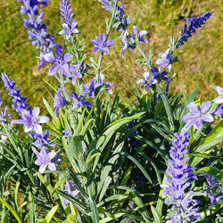 Lavender Bush UV-treated - artificial plants, flowers & trees - image 1