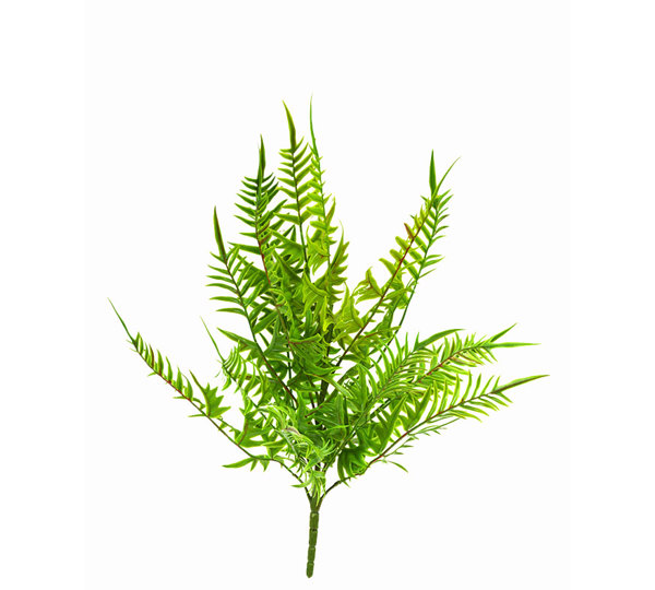 Ferns sml- Leather Fern UV-treated