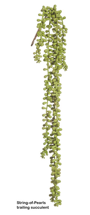Articial Plants - String-of-Pearls trailing Succulent