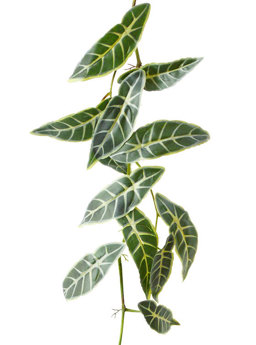 Trailing Vine- 1.75m Mini Elephant Ear