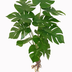 Mini-Monstera Plant with roots - artificial plants, flowers & trees - image 2
