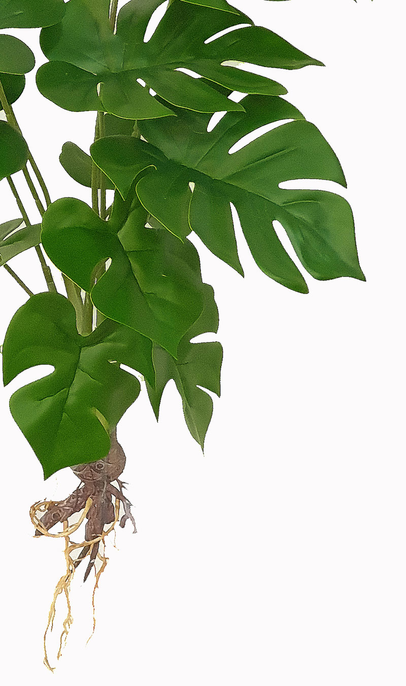 Mini-Monstera Plant with roots