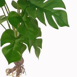 Mini-Monstera Plant with roots - artificial plants, flowers & trees - image 1