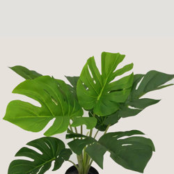 Monsterio Plant 60cm x 8 lvs - artificial plants, flowers & trees - image 2