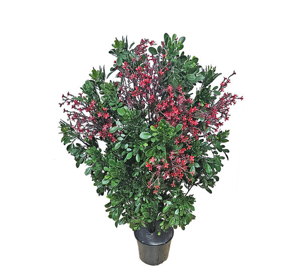 Flowering Murraya 80cm UV