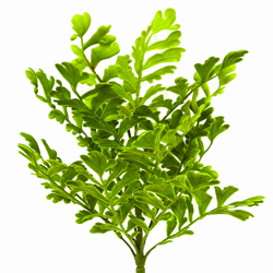Ferns sml- Ginko Fern UV-treated   - artificial plants, flowers & trees - image 1