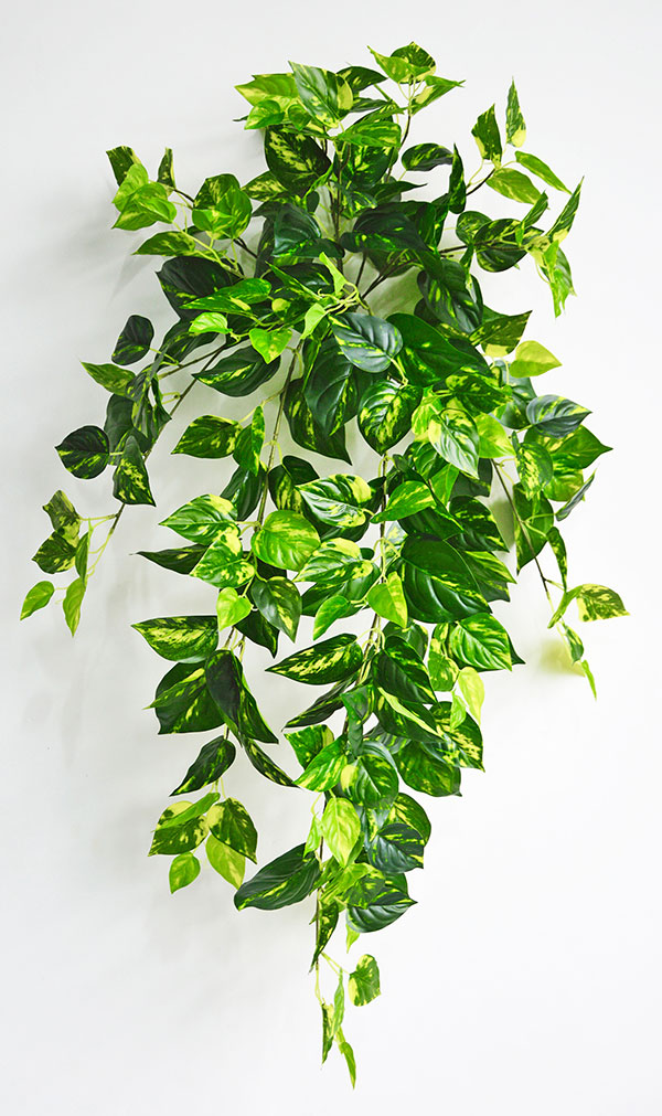 Trailing Bush- lge Pothos