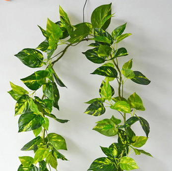 Trailing Vines - 1.8m Pothos Garland
