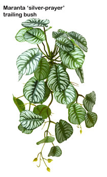 Bushes...sml trailers- Maranta 'silver-prayer' Plant