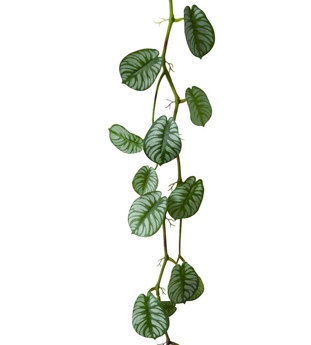 Trailing Vine- 1.75m Maranta 'silver-prayer'