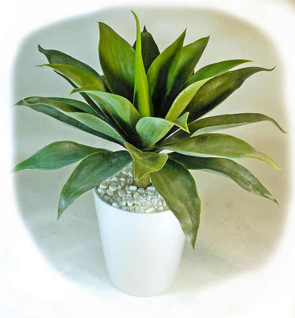 Articial Plants - Agaves [unpotted]- Medium