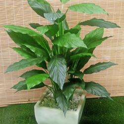 Lilly Plant [spathiphylum] 90cm - artificial plants, flowers & trees - image 3