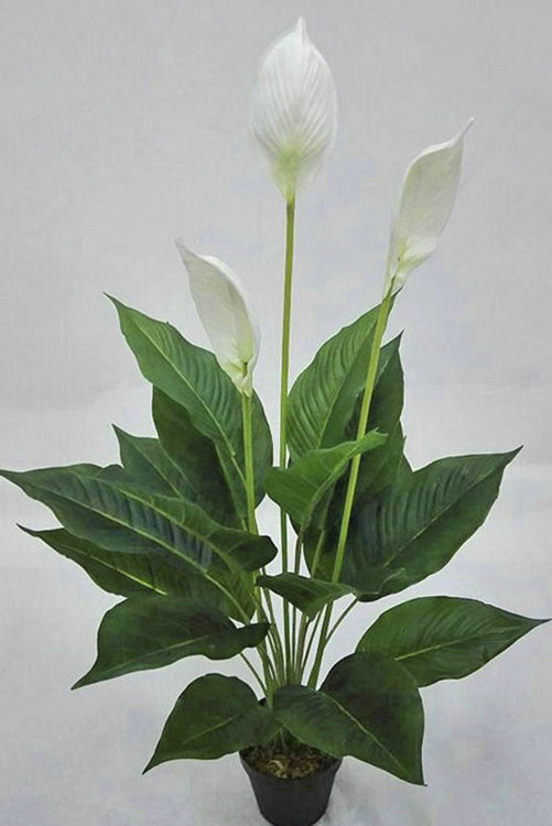 Articial Plants - Madonna Lily- 80cm Delux x 6 flowers