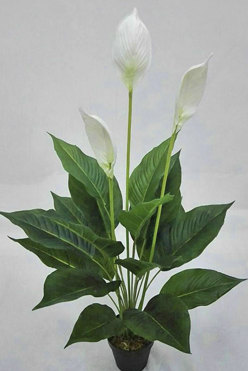 Madonna Lily- 75cm x 3 flowers