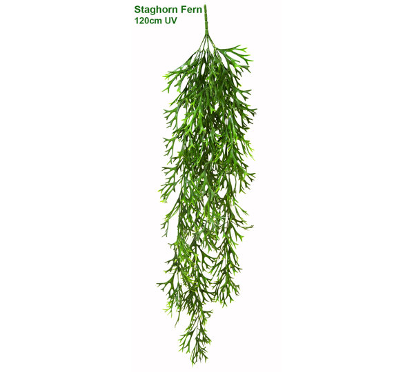 UV-Trailer: Elkhorn Fern 120cm