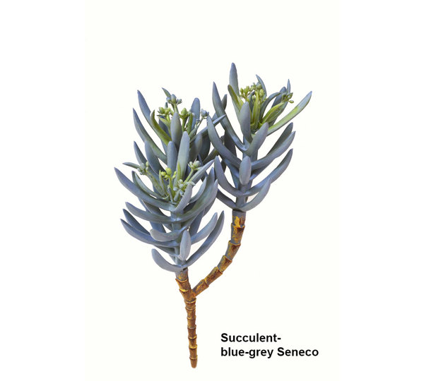 Succulent- Blue-Grey Seneco