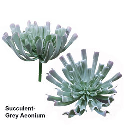 Succulent- Grey Aeonium - artificial plants, flowers & trees - image 8