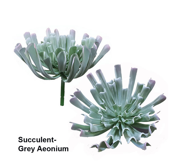 Succulent- Grey Aeonium