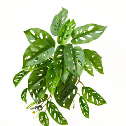 Swiss Cheese Plant- trailing - artificial plants, flowers & trees - image 10