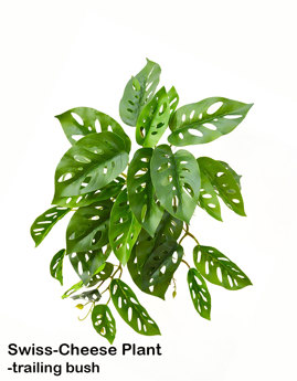 Bushes...sml trailers- Swiss Cheese Plant