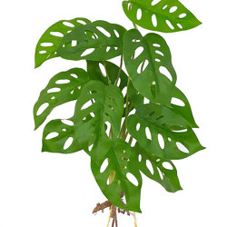Swiss cheese Plant with roots  - artificial plants, flowers & trees - image 2