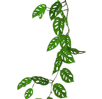 Trailing Vine- 1.75m Swiss Cheese Plant